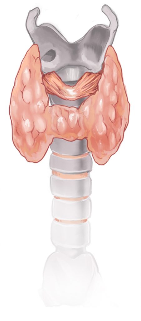 Drawing of a Thyroid